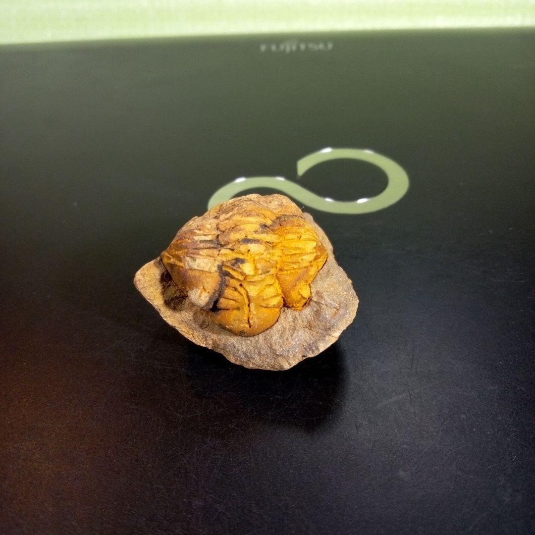 三葉虫　化石　fossil　ボリビア　trilobite　三葉虫綱　三葉虫管理⑩