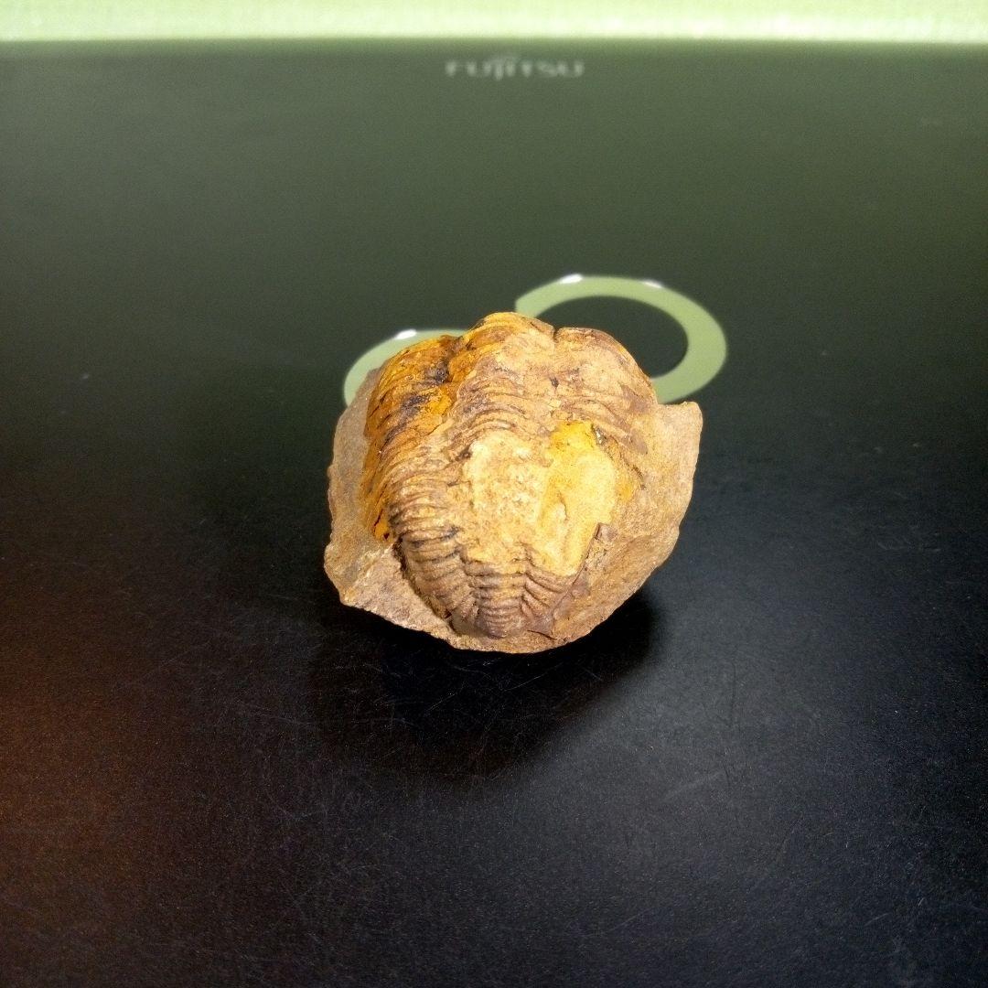 三葉虫　化石　fossil　ボリビア　trilobite　三葉虫綱　三葉虫管理⑩