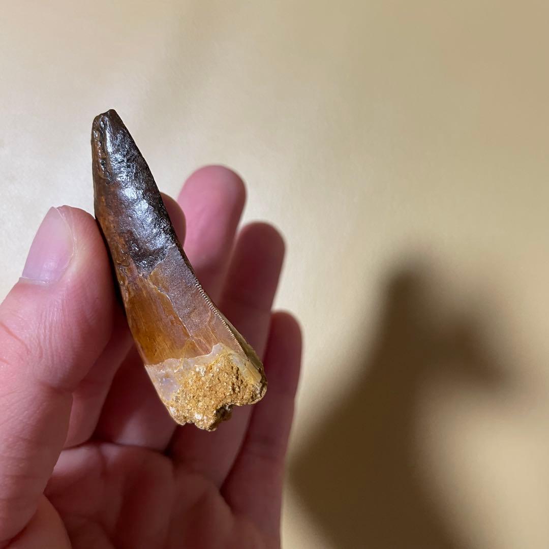 カルカロドントサウルス 化石 歯 牙 恐竜 ティラノサウルス T-REX 本物