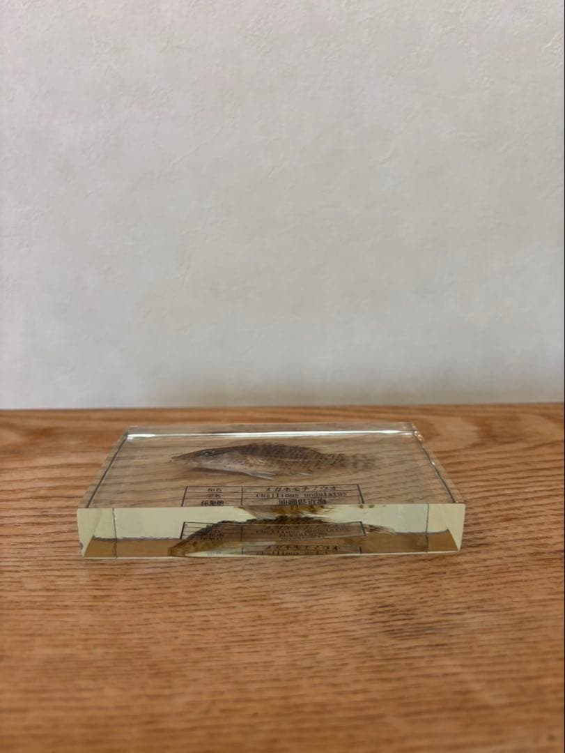 【超美品,希少種】ナポレオンフィッシュ（メガネモチノウオ）樹脂封入標本