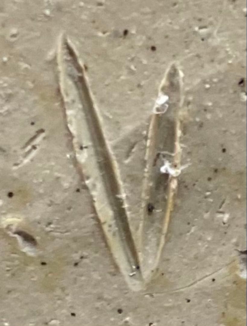 人間国宝　伊勢崎淳　緋襷花入　箱付(四方桟) 　U901