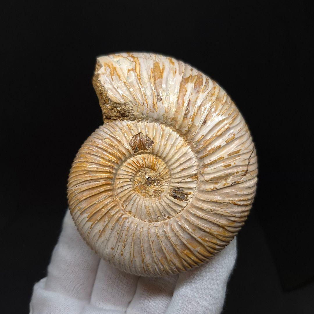 美品 アンモナイト ペリスフィンクテス 化石 本物 80.27mm anp93