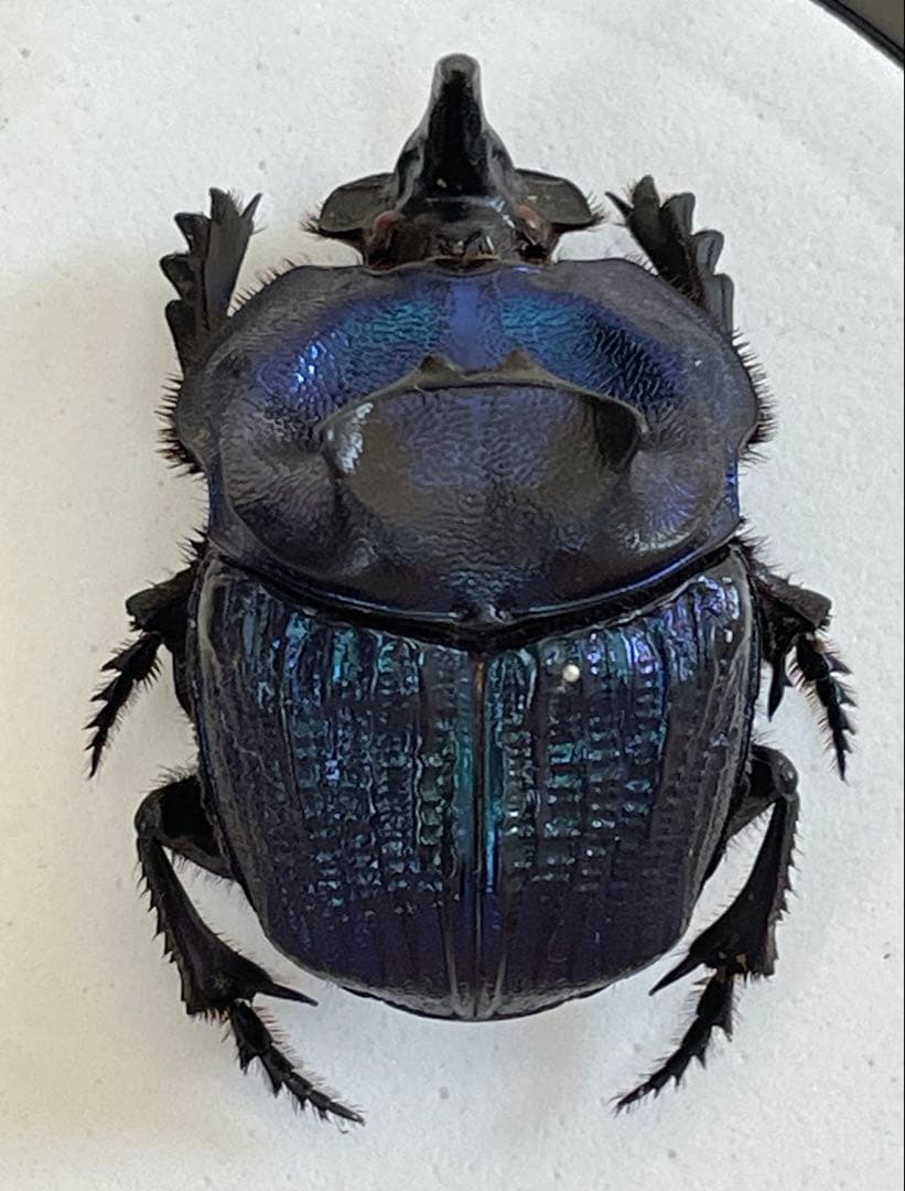 標本　ランシフェールニジダイコクコガネ　44㎜