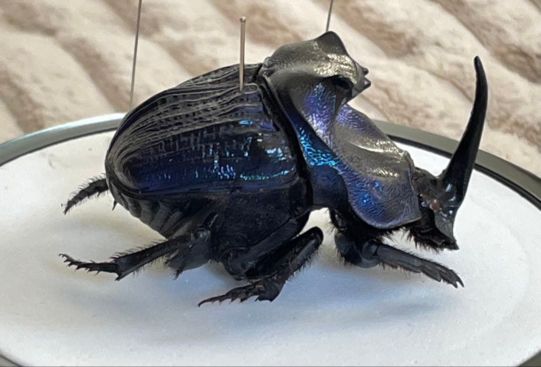 標本　ランシフェールニジダイコクコガネ　44㎜