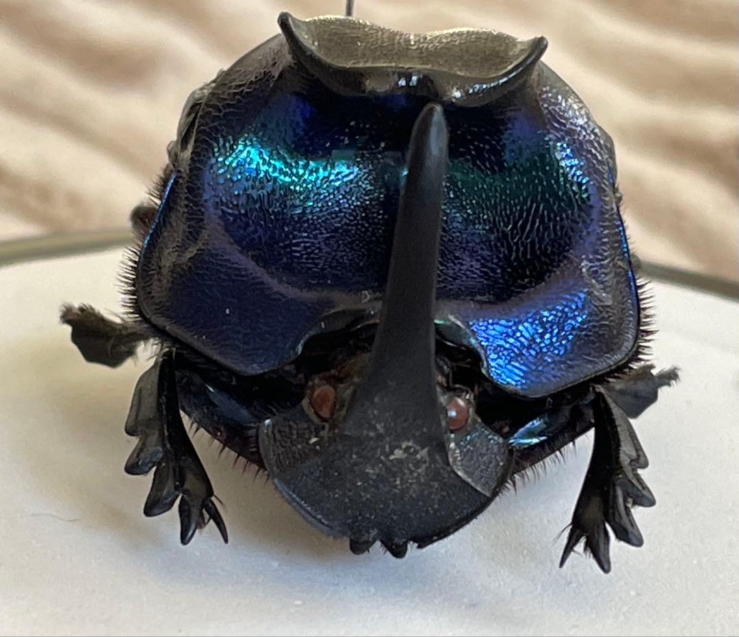 標本　ランシフェールニジダイコクコガネ　44㎜