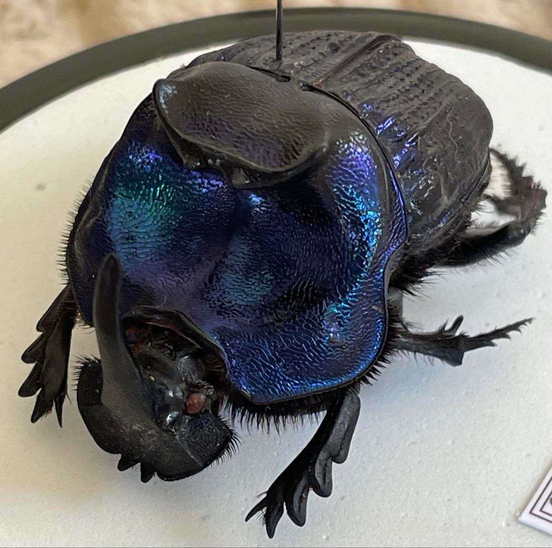 標本　ランシフェールニジダイコクコガネ　44㎜