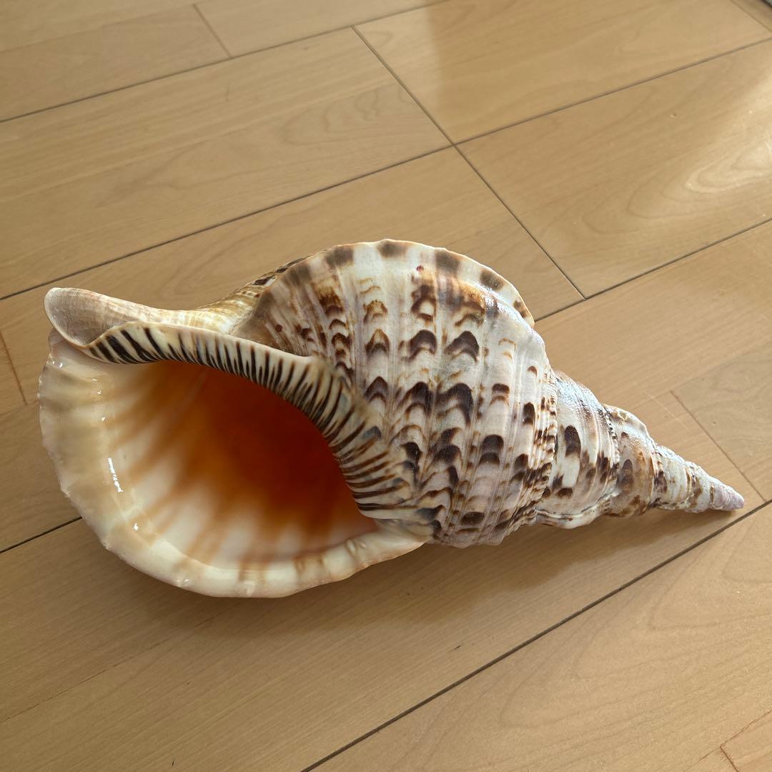 法螺貝　ホラ貝　沖縄県産　天然　貝殻 約30cm