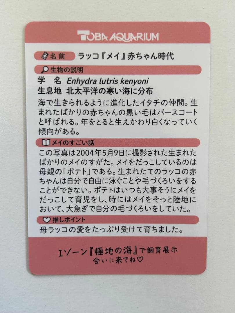 鳥羽水族館　コレクションカード　メイ　レアカード　ラッコ