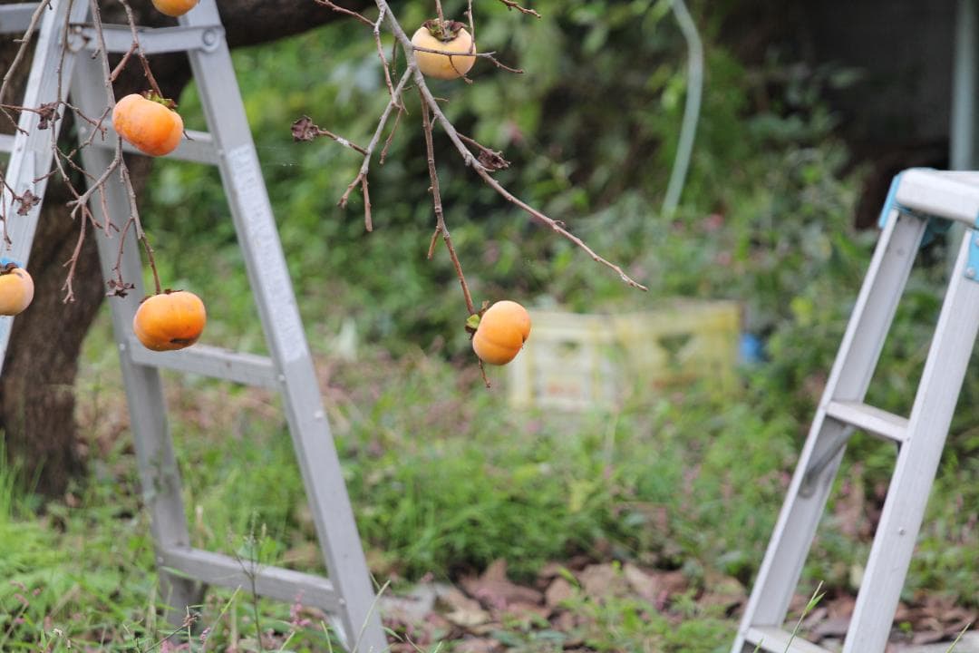 【箱付き】 キャノン Canon EF 70-200mm F4 L IS USM