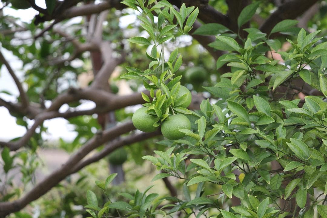 【箱付き】 キャノン Canon EF 70-200mm F4 L IS USM