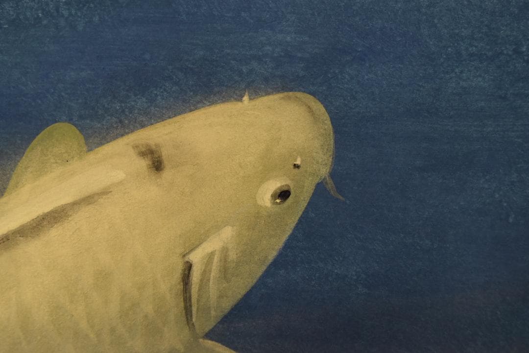 【真作】川村憲邦/鯉図/游鯉図/横物/掛軸☆宝船☆Z-685