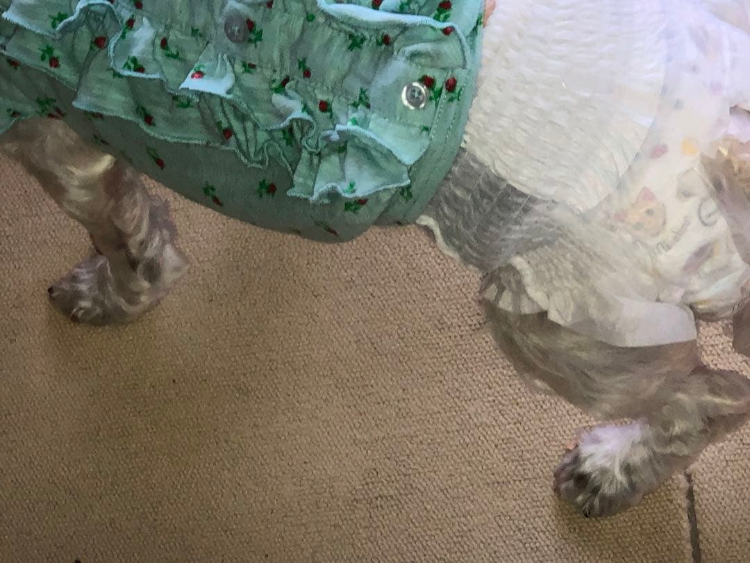 【◯◯様用】実物お写真 ペット 滑止 肉球 足裏 犬 (36cm 単位売)