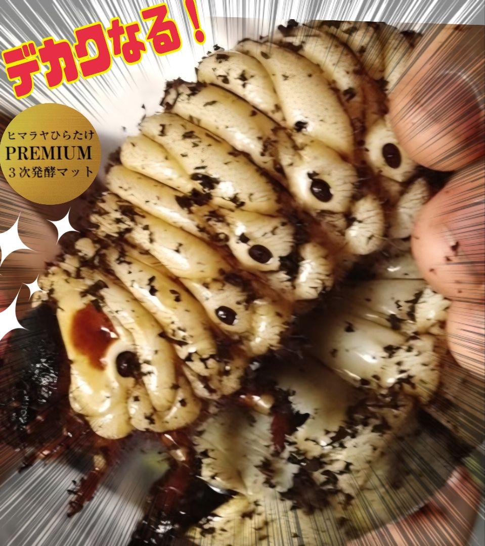 カブトムシ幼虫が巨大化！プレミアム3次発酵マット【200リットル】産卵にも抜群！