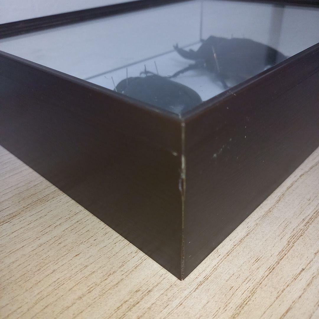 【アクティオンゾウカブトムシ】 アクティオン標本 　昆虫セット　オスメスペア