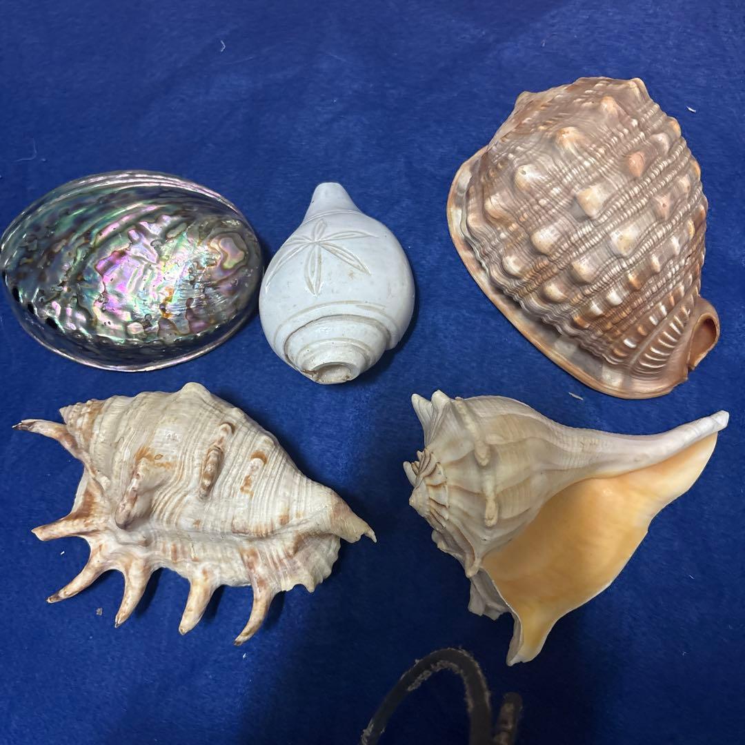 貝殻、５点セット