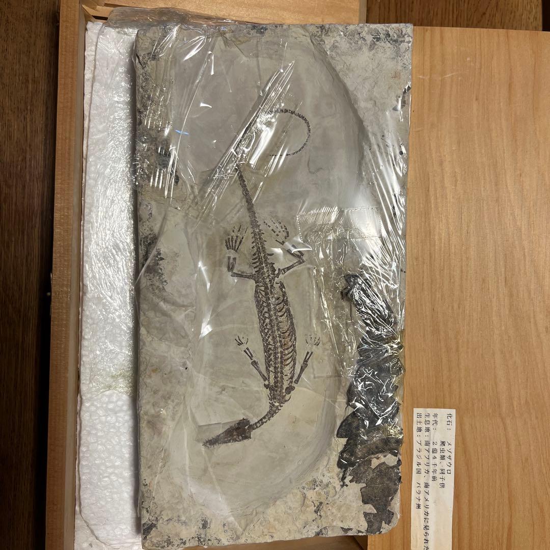 メゾザウロ　化石