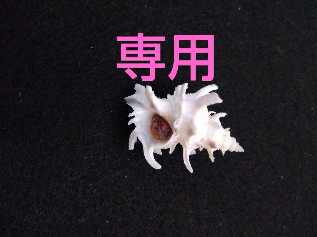 timakiboraさま専用　ヒメカセンなど３種