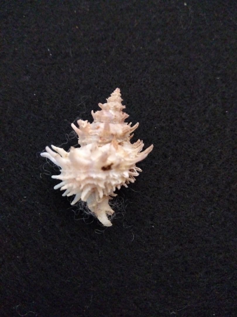 timakiboraさま専用　ヒメカセンなど３種