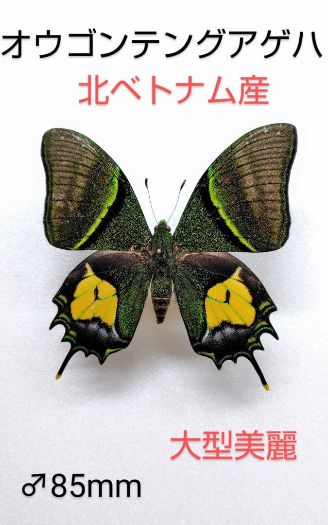 オウゴンテングアゲハ♂標本 北ベトナム産★大型美麗個体 85mm