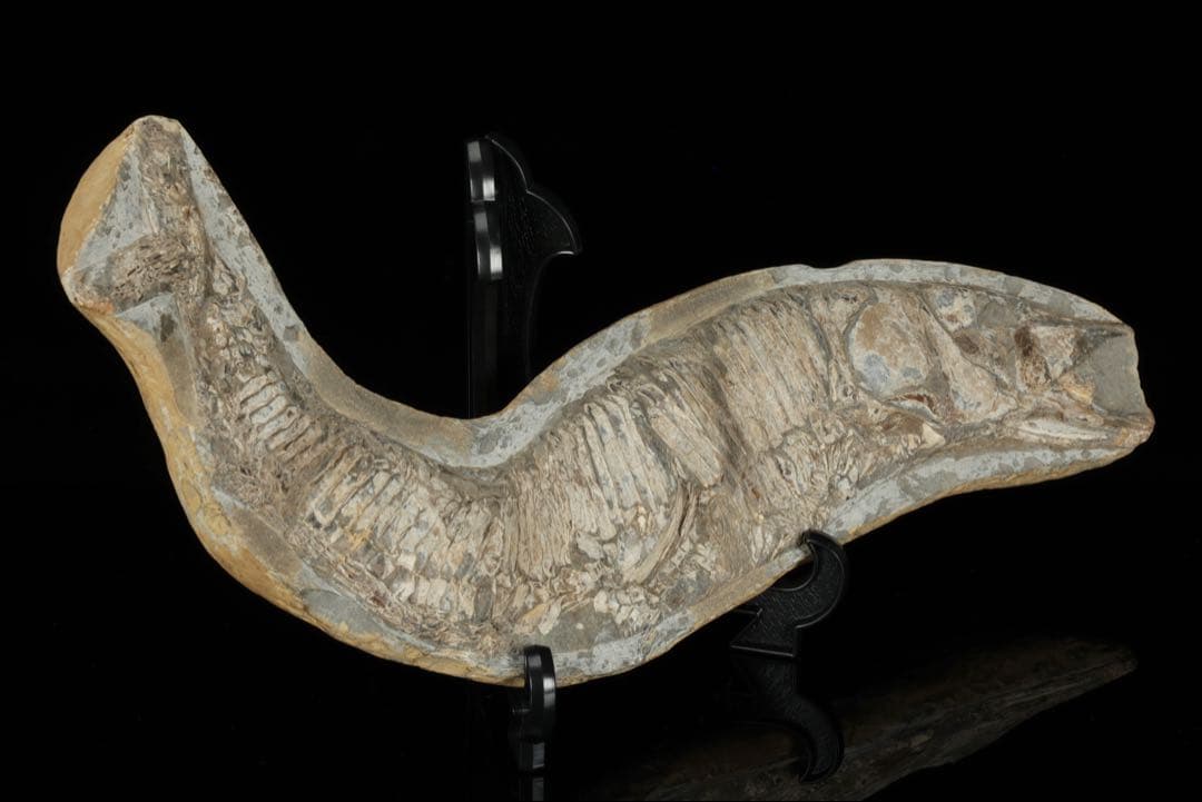 白亜紀前期 サンタナ層産 古代魚化石 魚類化石 クラドキクルス 骨格 標本