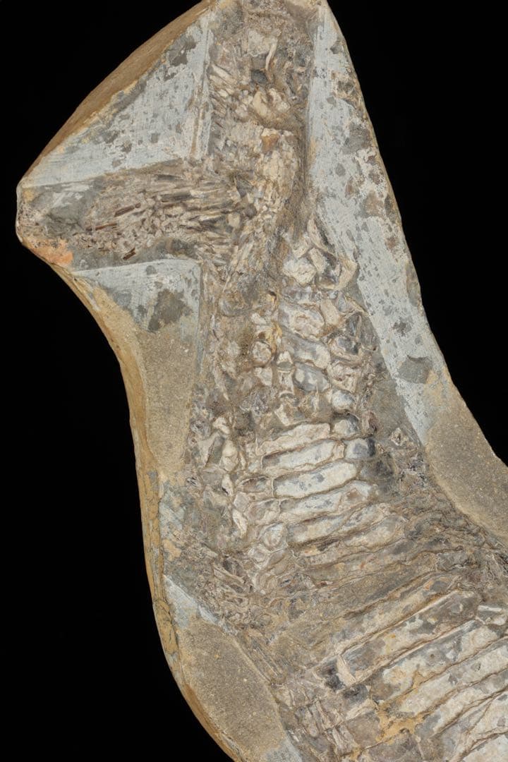 白亜紀前期 サンタナ層産 古代魚化石 魚類化石 クラドキクルス 骨格 標本