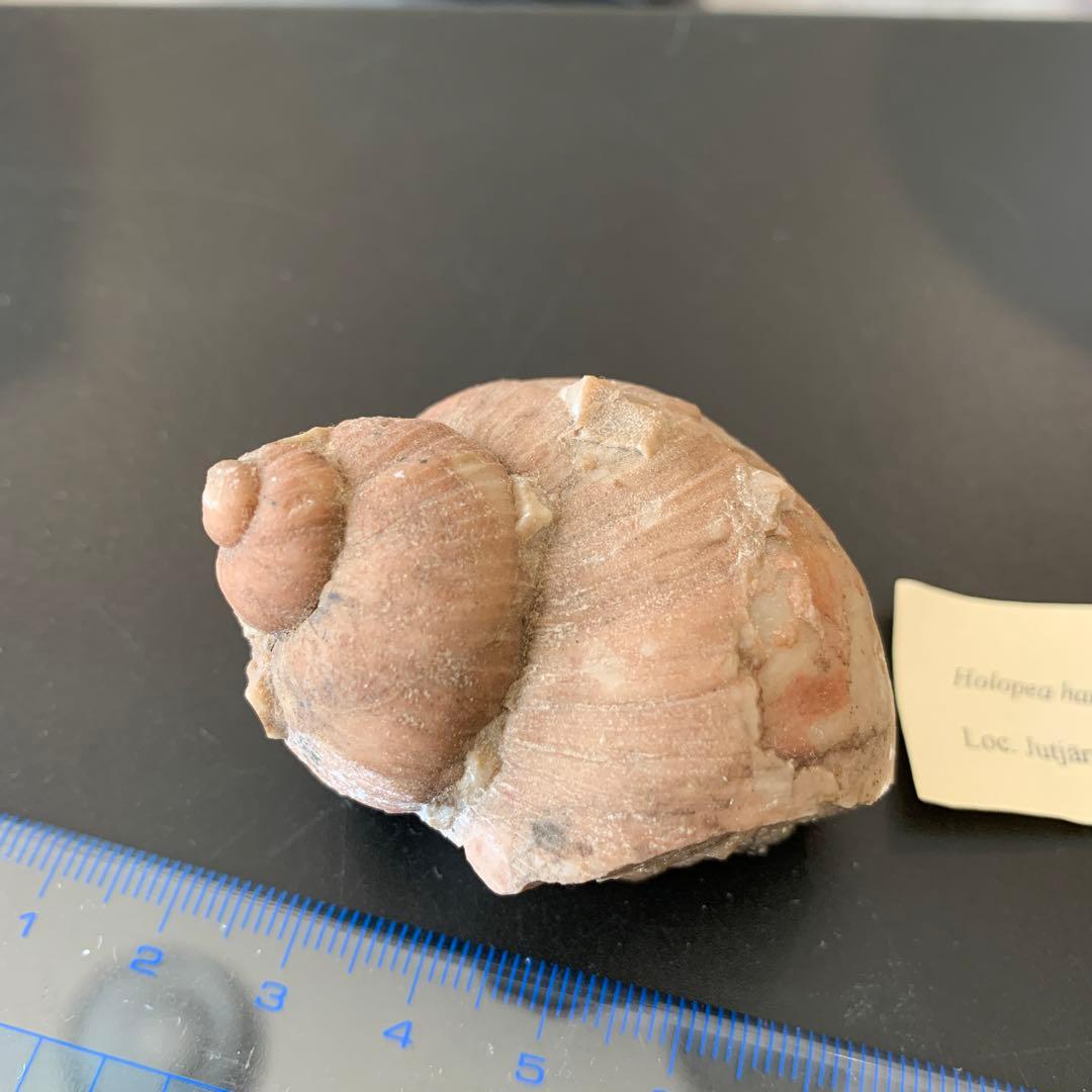 貝の化石 Holopea harpa 本物　オルドビス紀