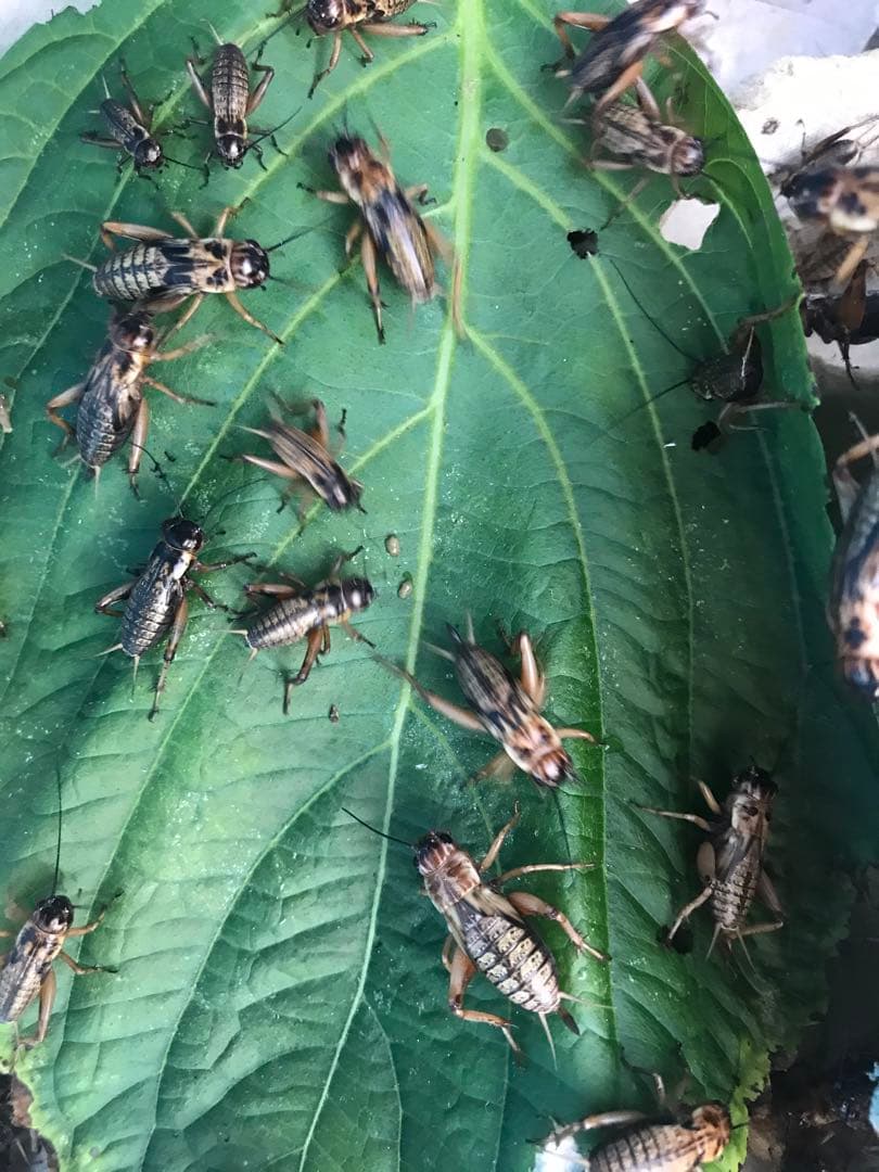 ◾️カリスマ♪♪商品◾️ 冷凍コオロギ1kg M・Lサイズ　フタホシコオロギ