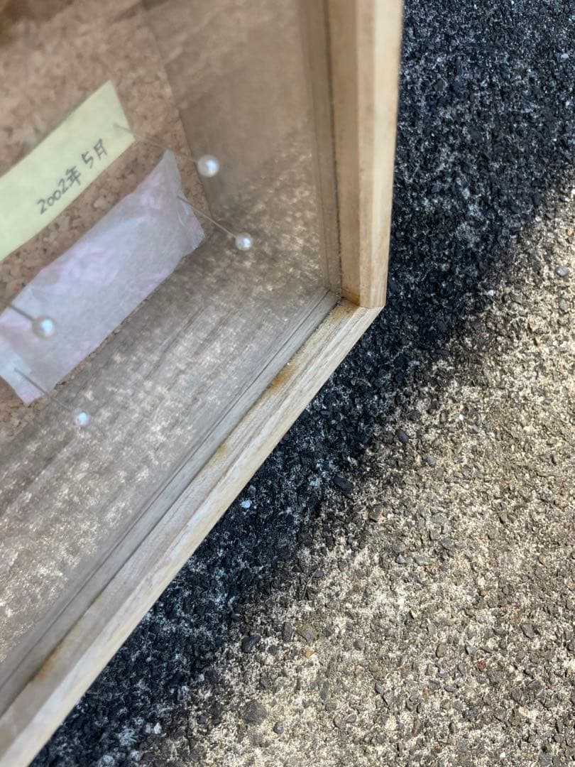 値下げ　蝶　標本　013 ケースサイズ40×30センチ 厚さ6センチ