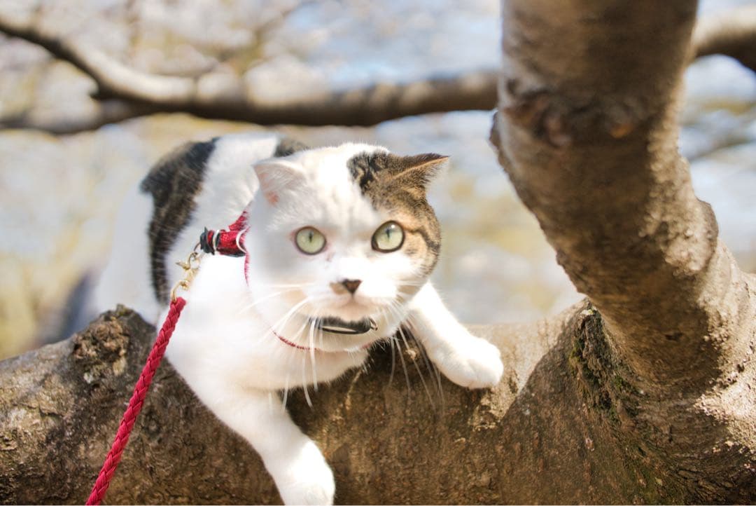 【美品】F0.95 50mm フルサイズ