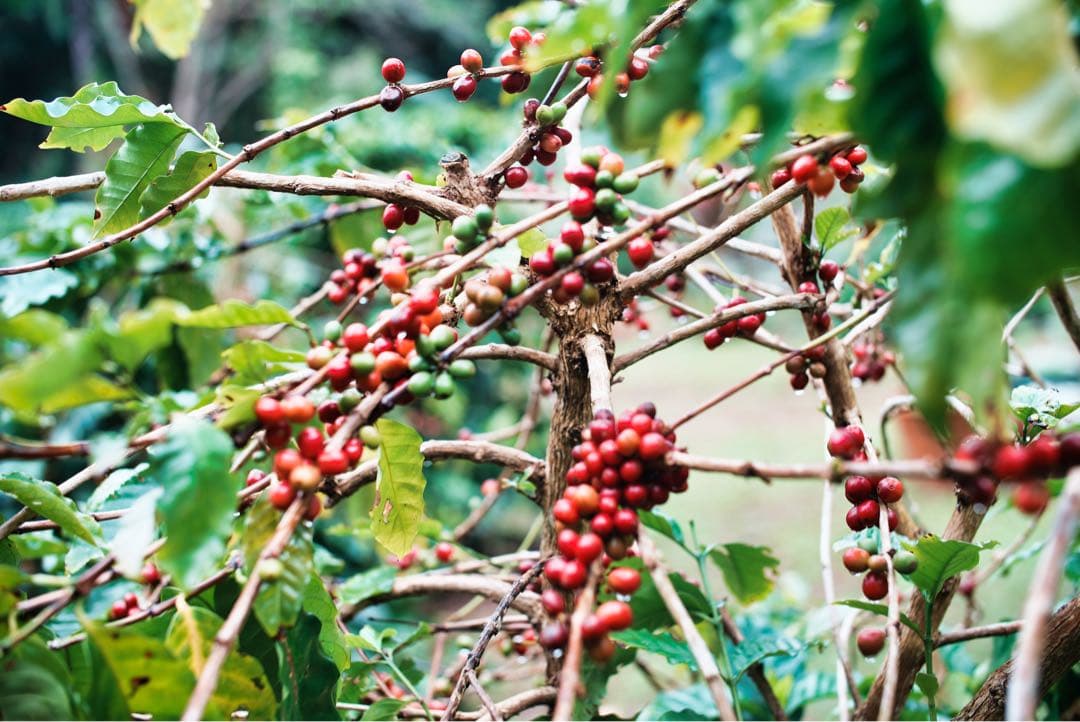 【美品】F0.95 50mm フルサイズ