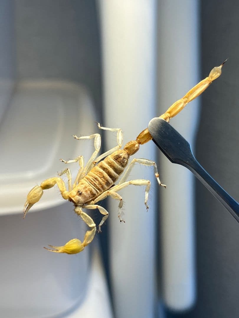 【標本】バーグサンドスイマースコーピオン