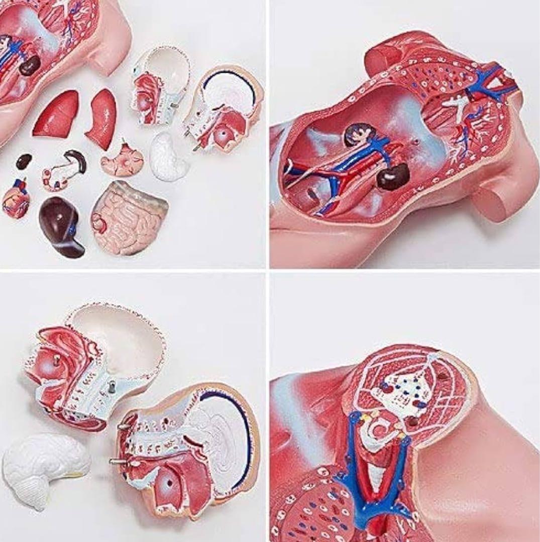 【新品未使用品】人体模型 臓器 筋肉 男性 約44cm