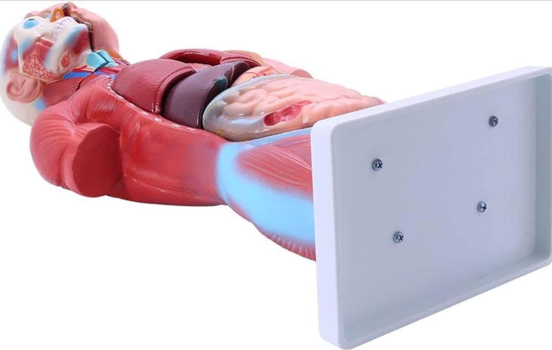 【新品未使用品】人体模型 臓器 筋肉 男性 約44cm