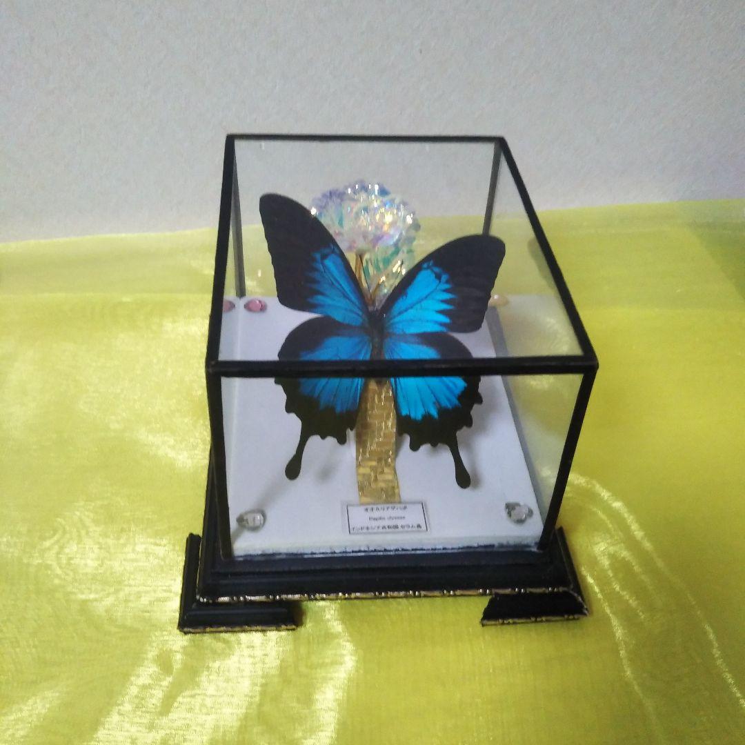 美麗オオルリアゲハの置物