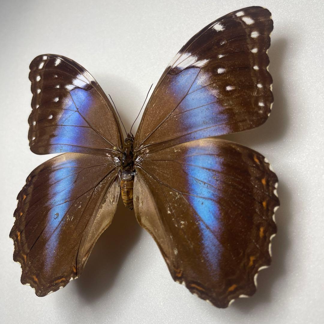 モルフォ蝶ヘラノールpindarusメス