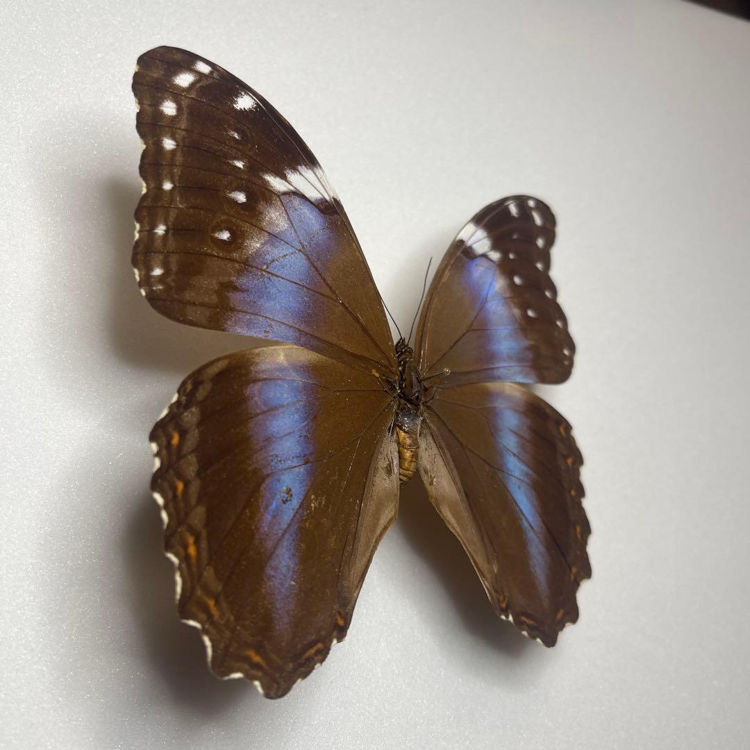 モルフォ蝶ヘラノールpindarusメス
