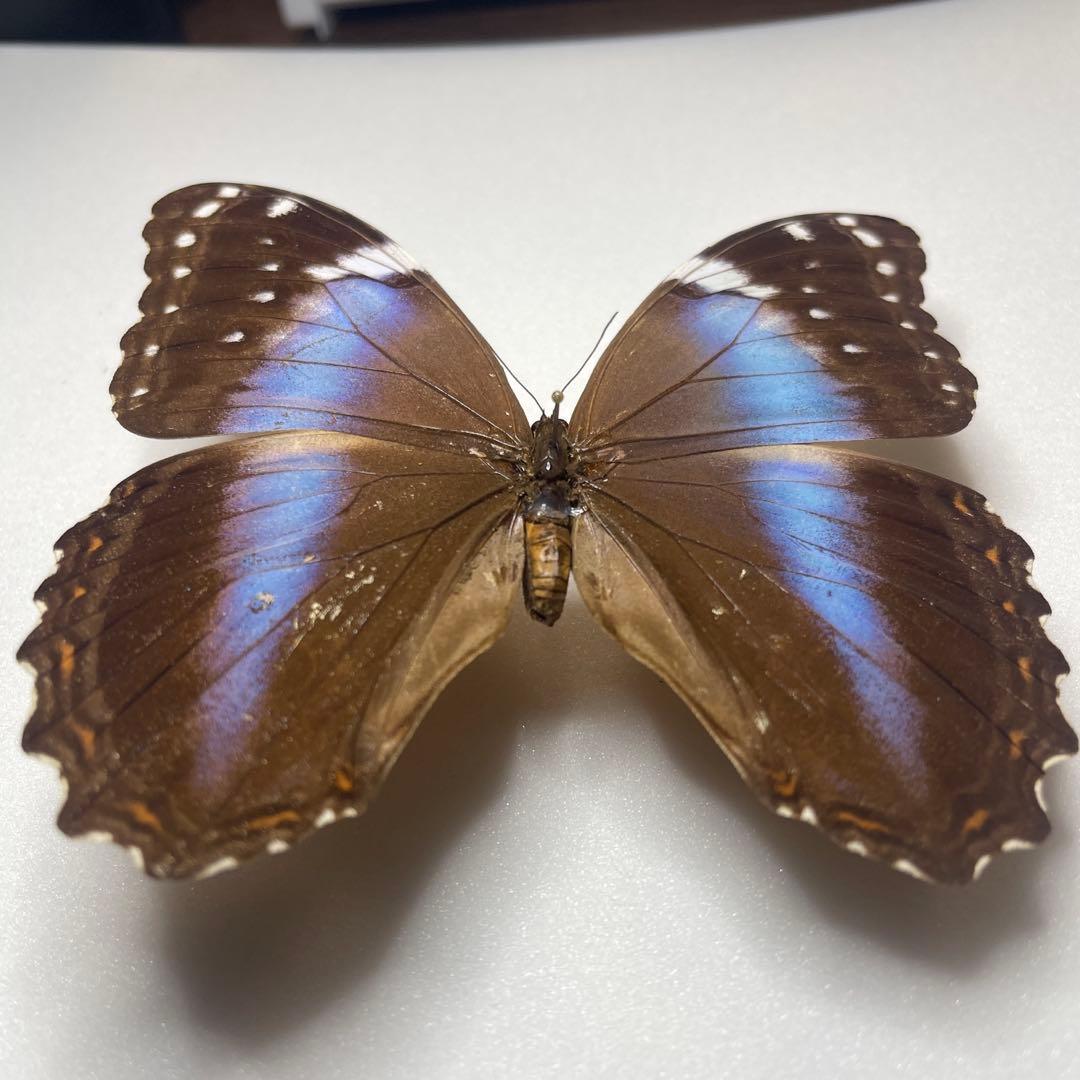 モルフォ蝶ヘラノールpindarusメス