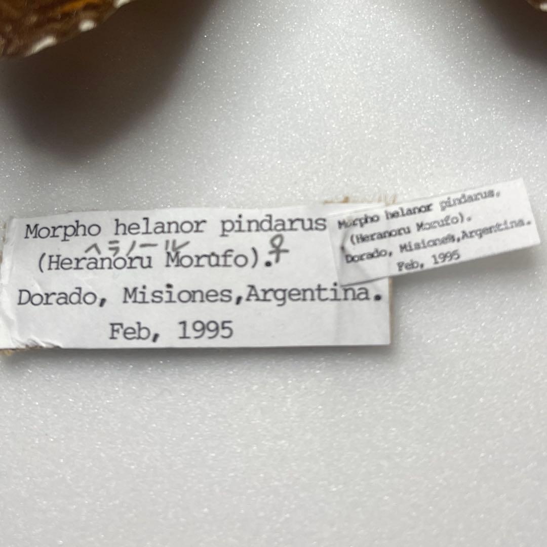 モルフォ蝶ヘラノールpindarusメス