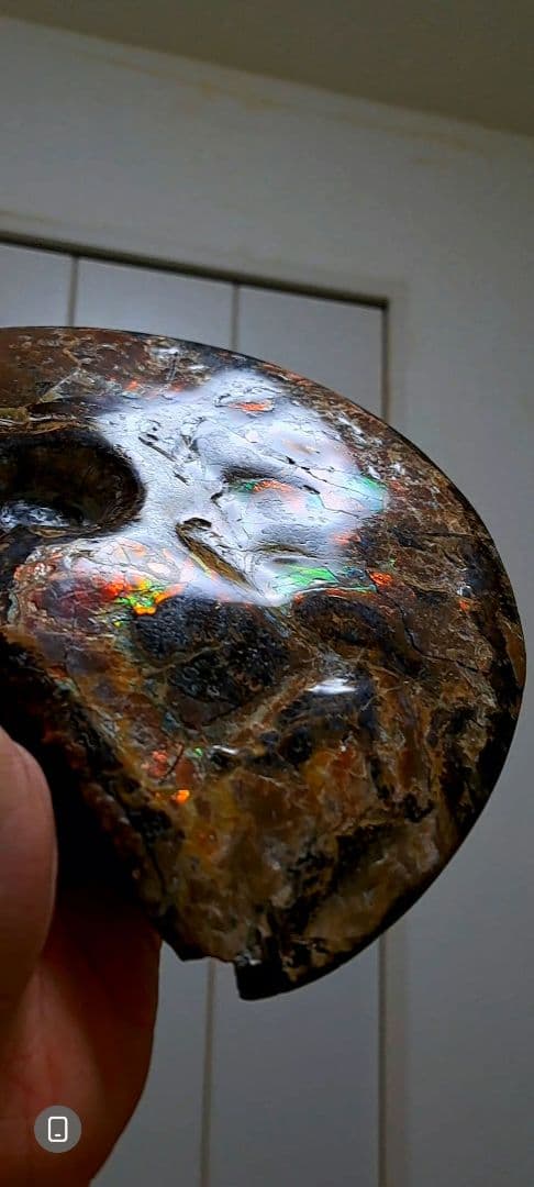 アンモライト　カナダアルバータ　化石　完全体　両面虹色　７色