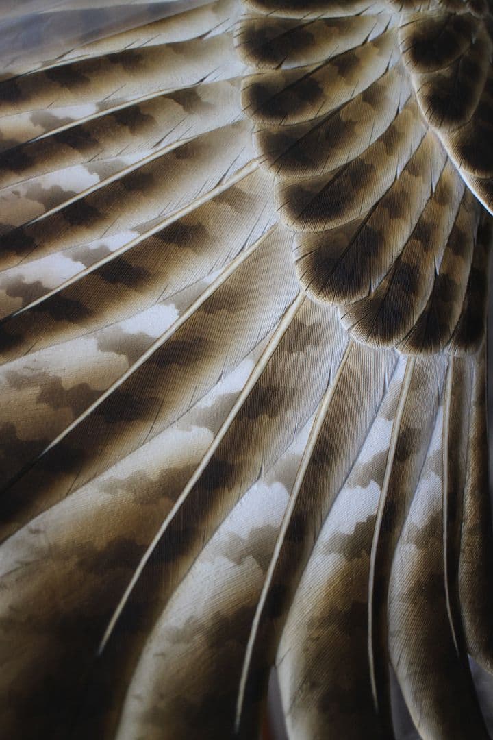 バードカービング ノスリ（リアルサイズ）