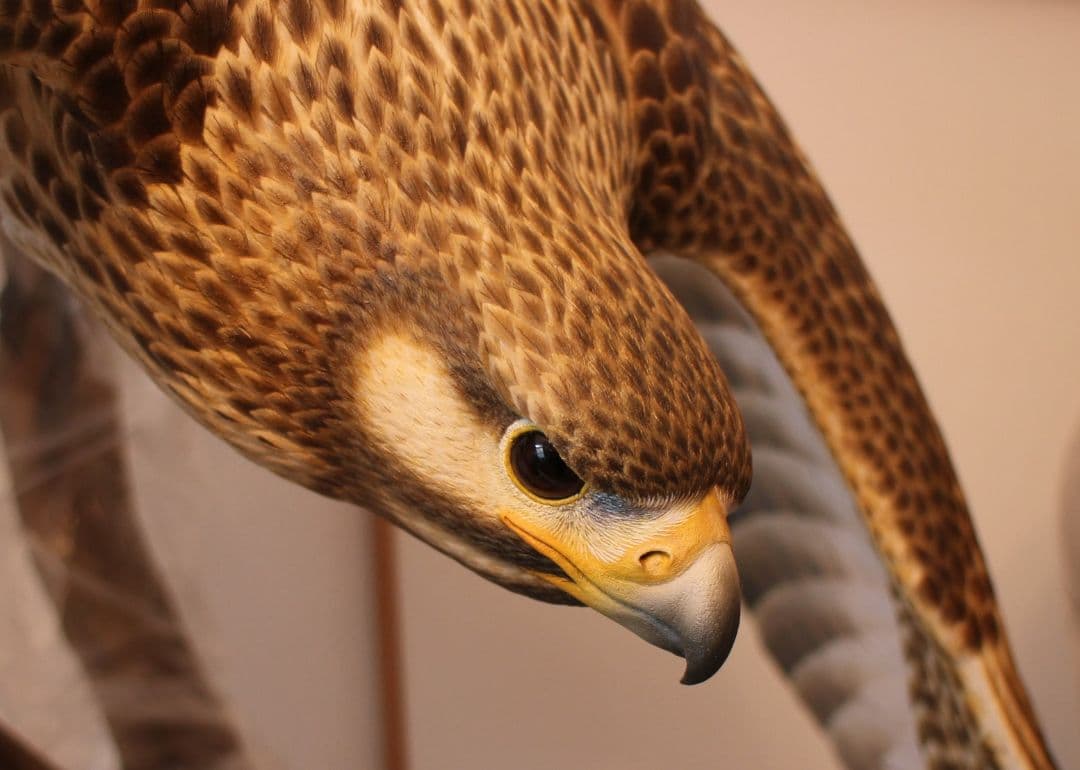 バードカービング ノスリ（リアルサイズ）