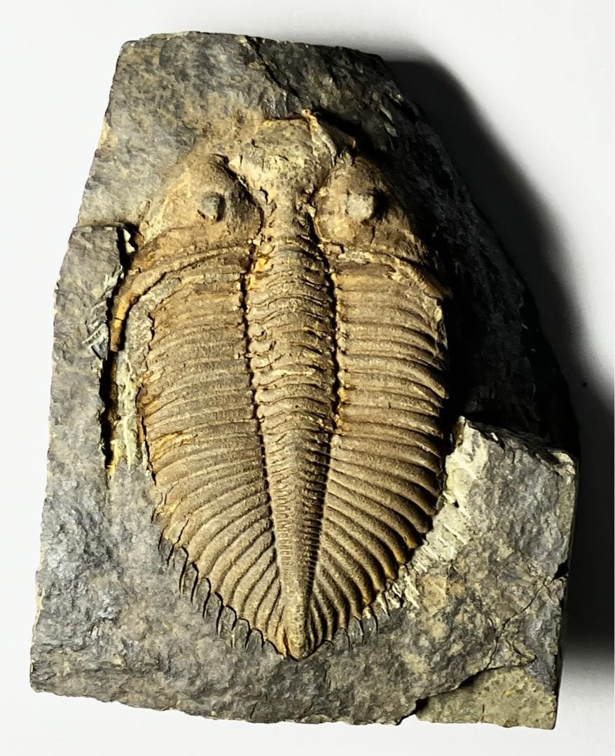 三葉虫　化石　Coronocephalus