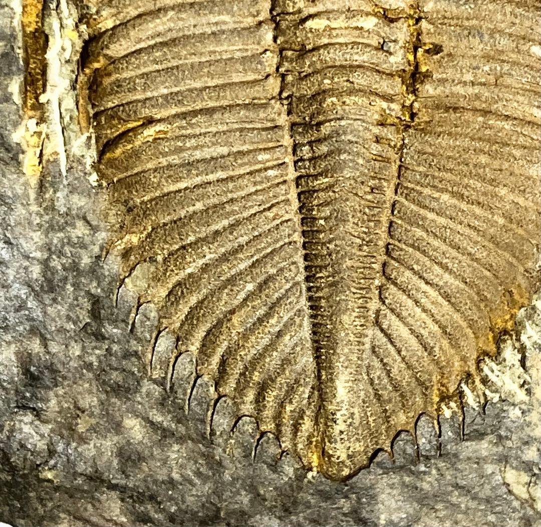 三葉虫　化石　Coronocephalus