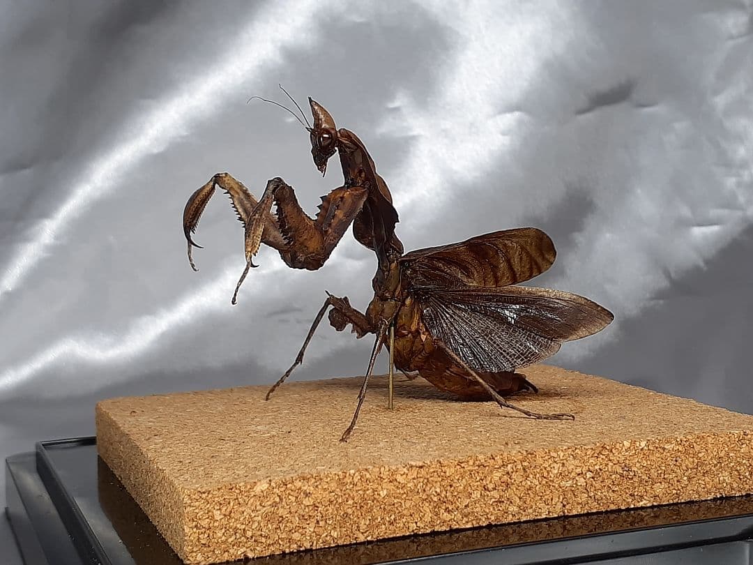 マオウカレハカマキリ雌　立体標本　魔王枯葉