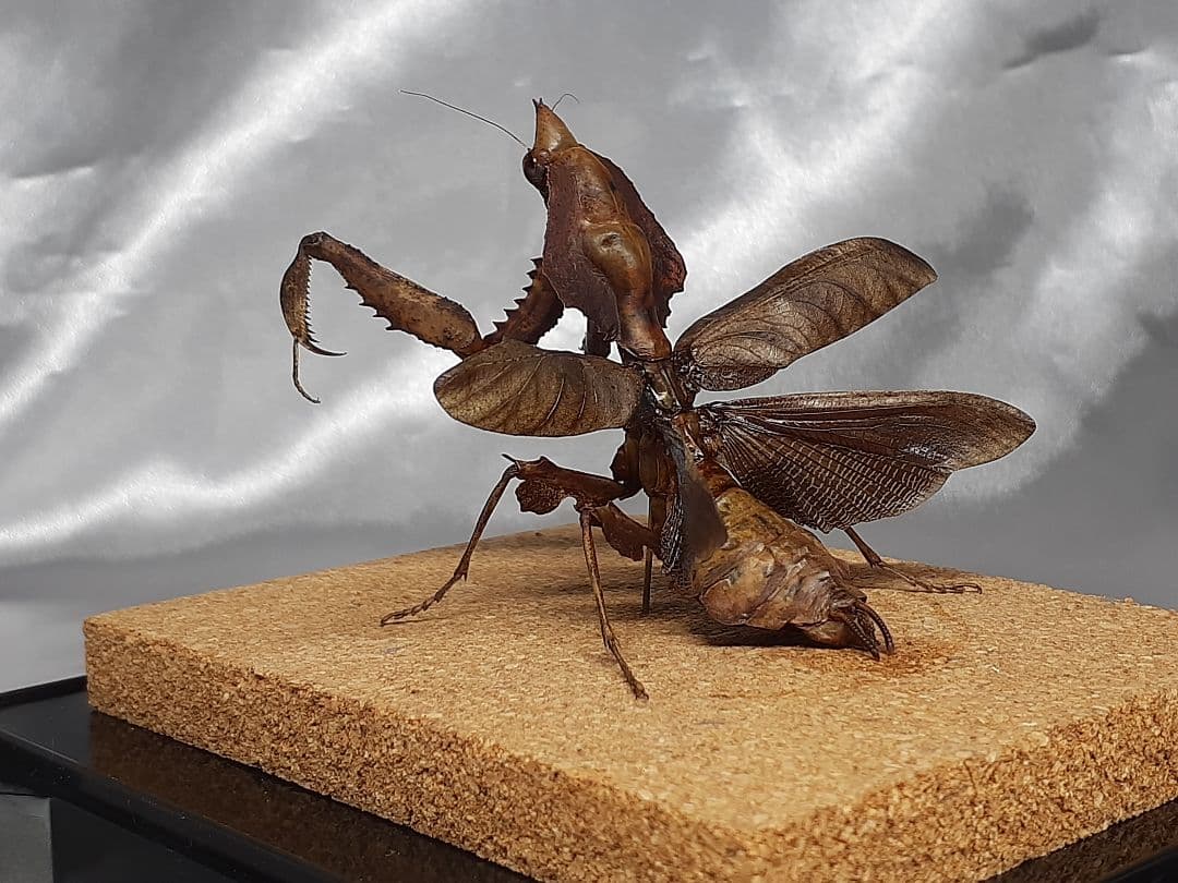 マオウカレハカマキリ雌　立体標本　魔王枯葉