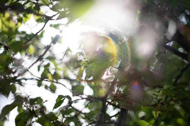 【オールドレンズ】smc takumar 55mm f1.8