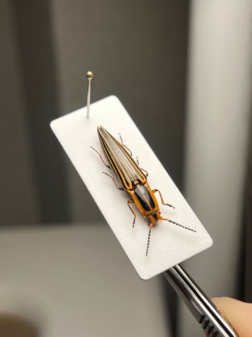 【22mm】フェラーリコメツキムシ に酷似 アングラトゥスミカドコメツキムシ標本