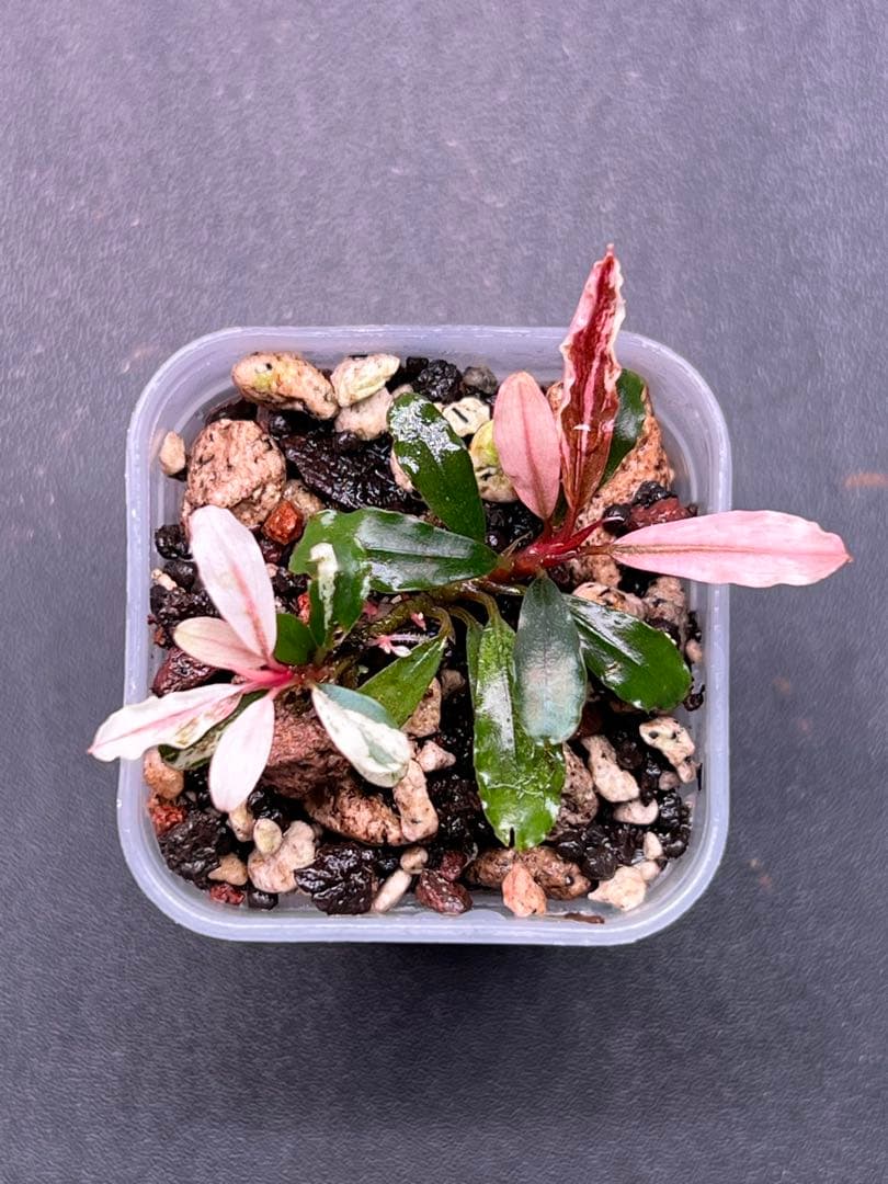 水草 Bucephalandra sp. Variegata Pink