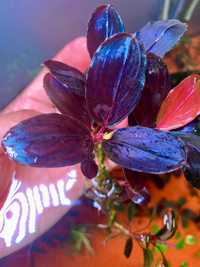 Bucephalandra sp. Moonlight 大群生株