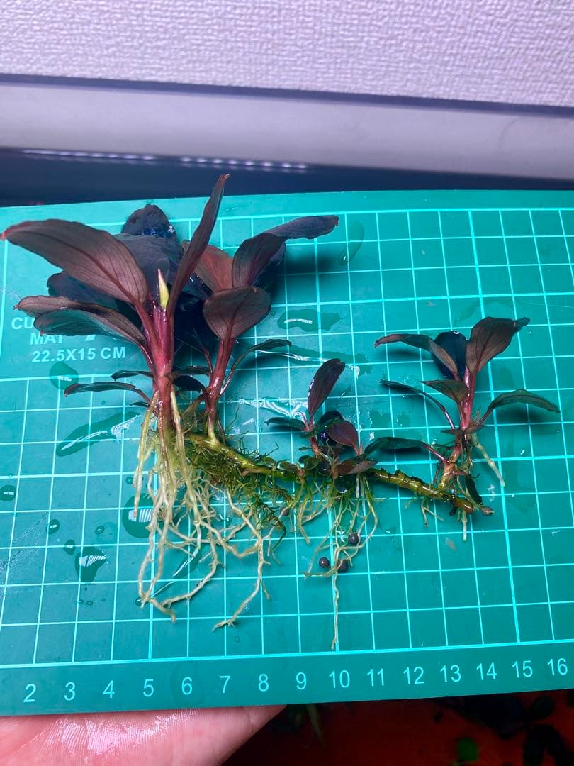 Bucephalandra sp. Moonlight 大群生株